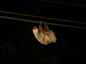 A sloth uses the wires in front of the restaurant to move between groups of trees.